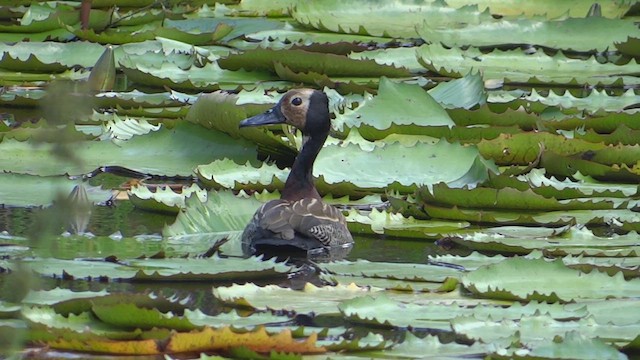 White-faced Whistling-Duck - ML615057419