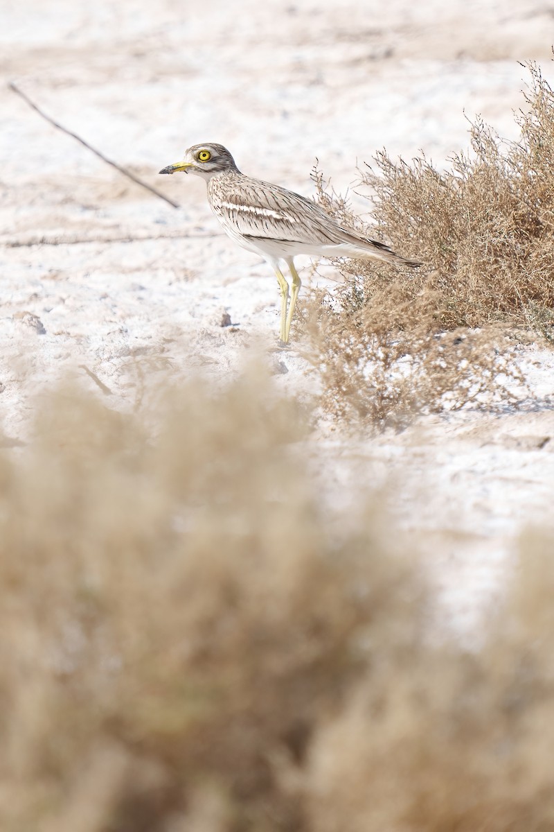 Eurasian Thick-knee - Zongzhuang Liu