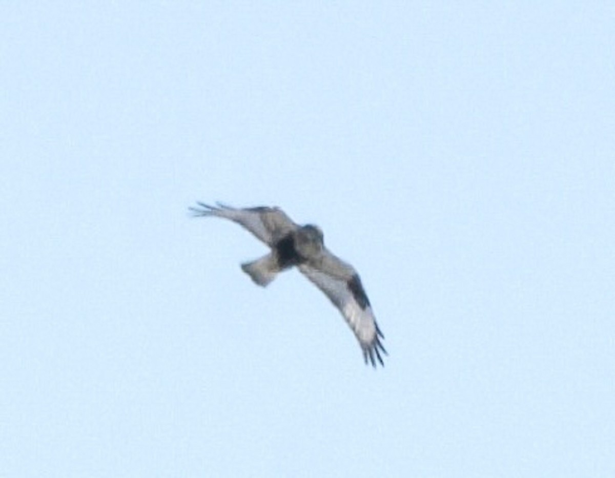 Rough-legged Hawk - ML615057440