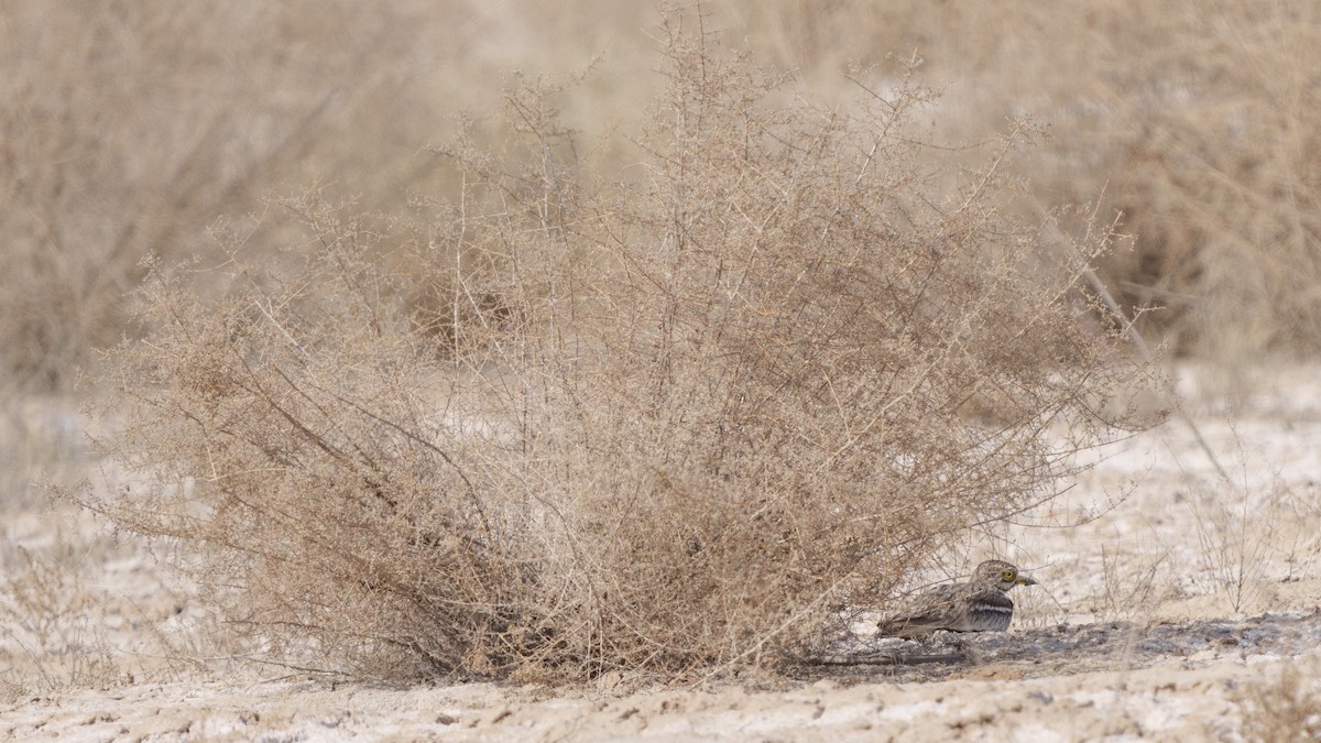 Eurasian Thick-knee - Zongzhuang Liu