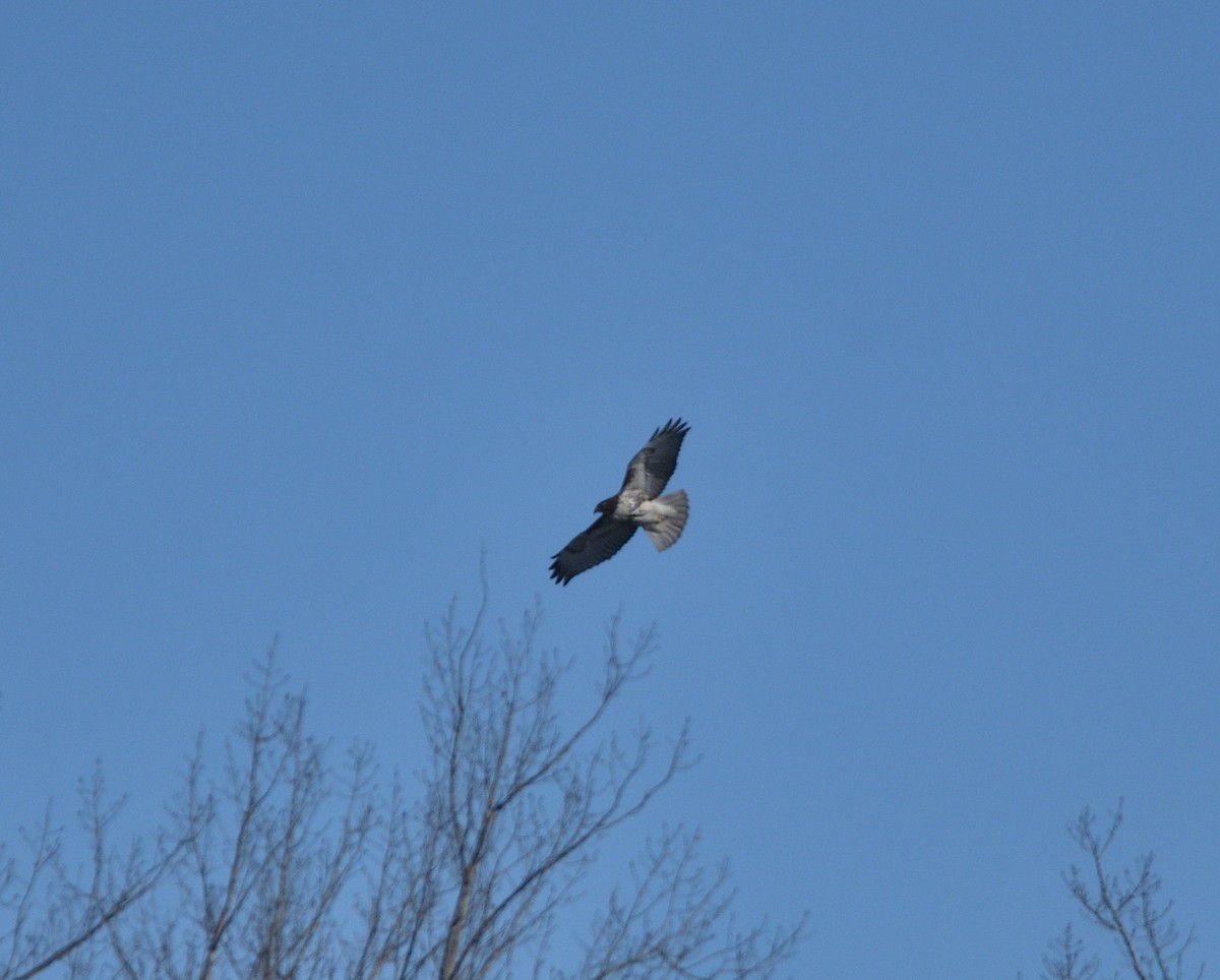 Red-tailed Hawk - ML615057448