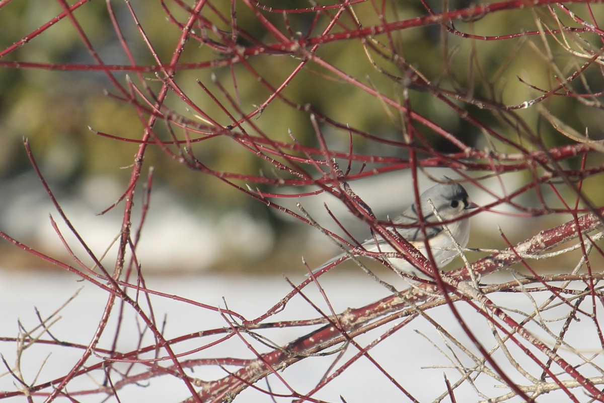 Tufted Titmouse - ML615057450