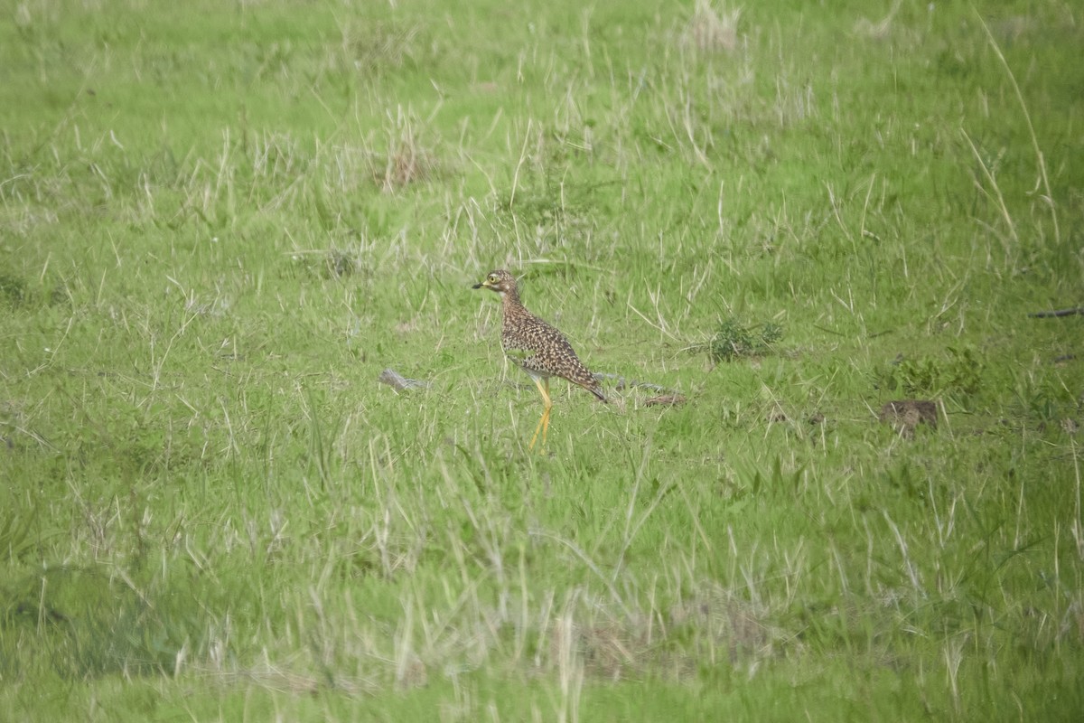 Spotted Thick-knee - ML615057463
