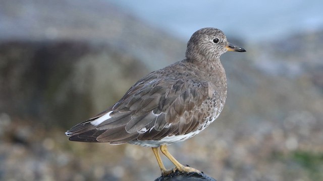 Surfbird - ML615057475