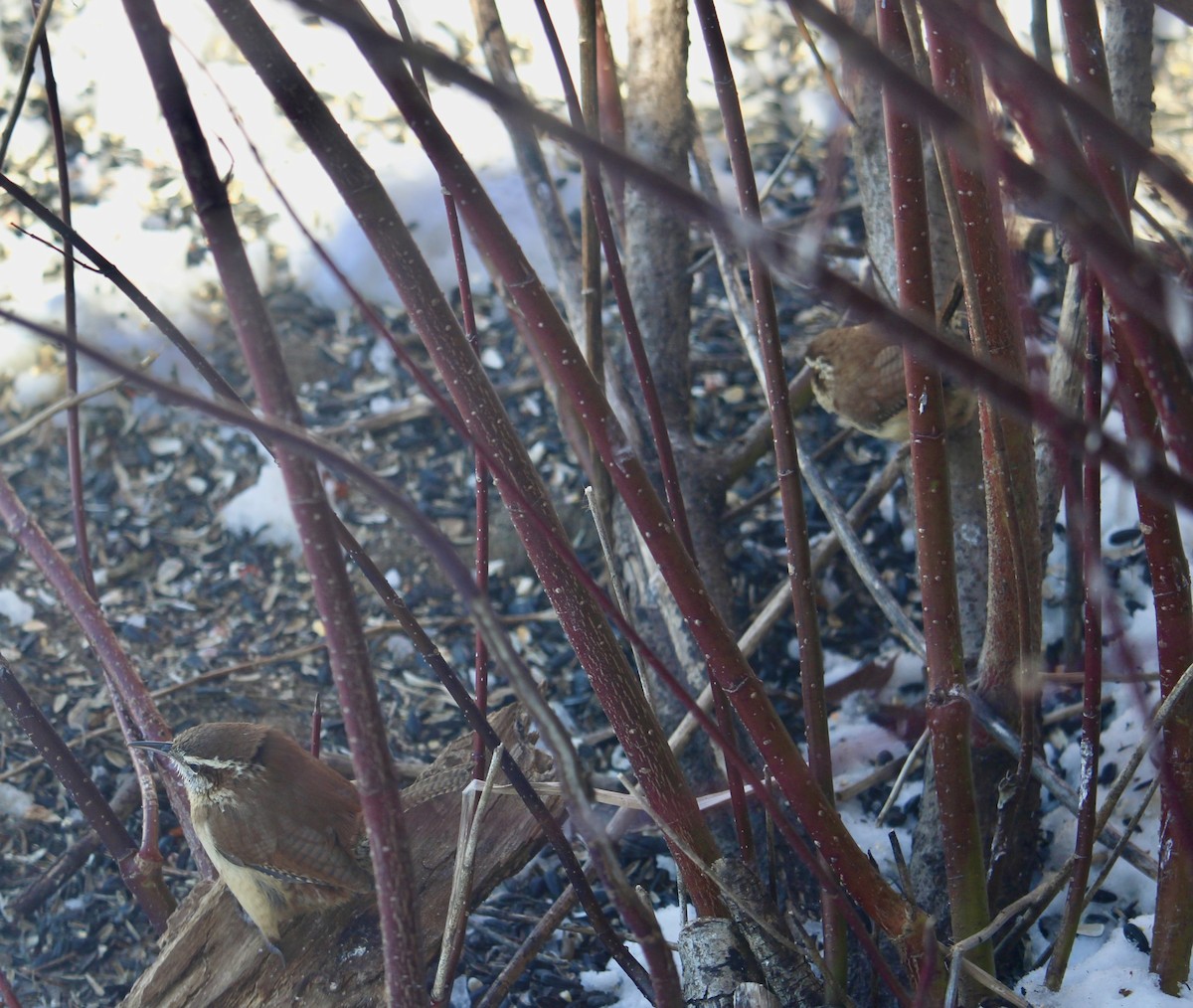 Carolina Wren - ML615057481