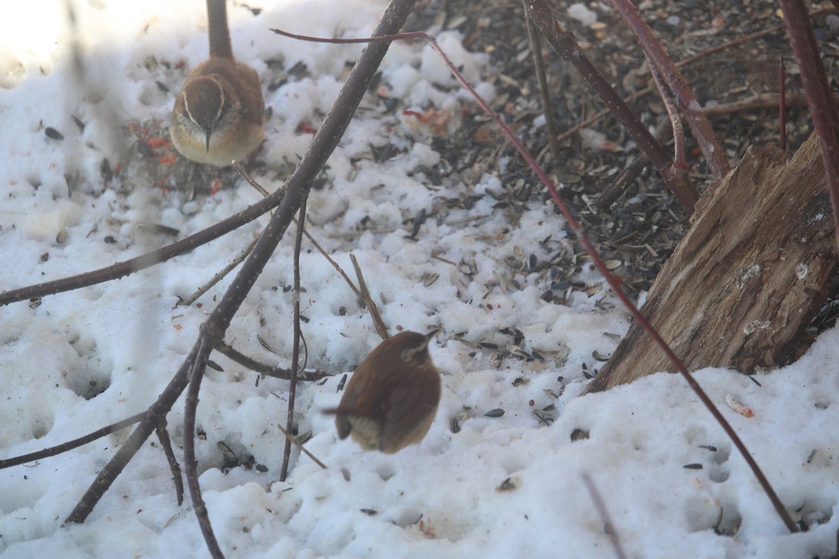 Carolina Wren - ML615057482