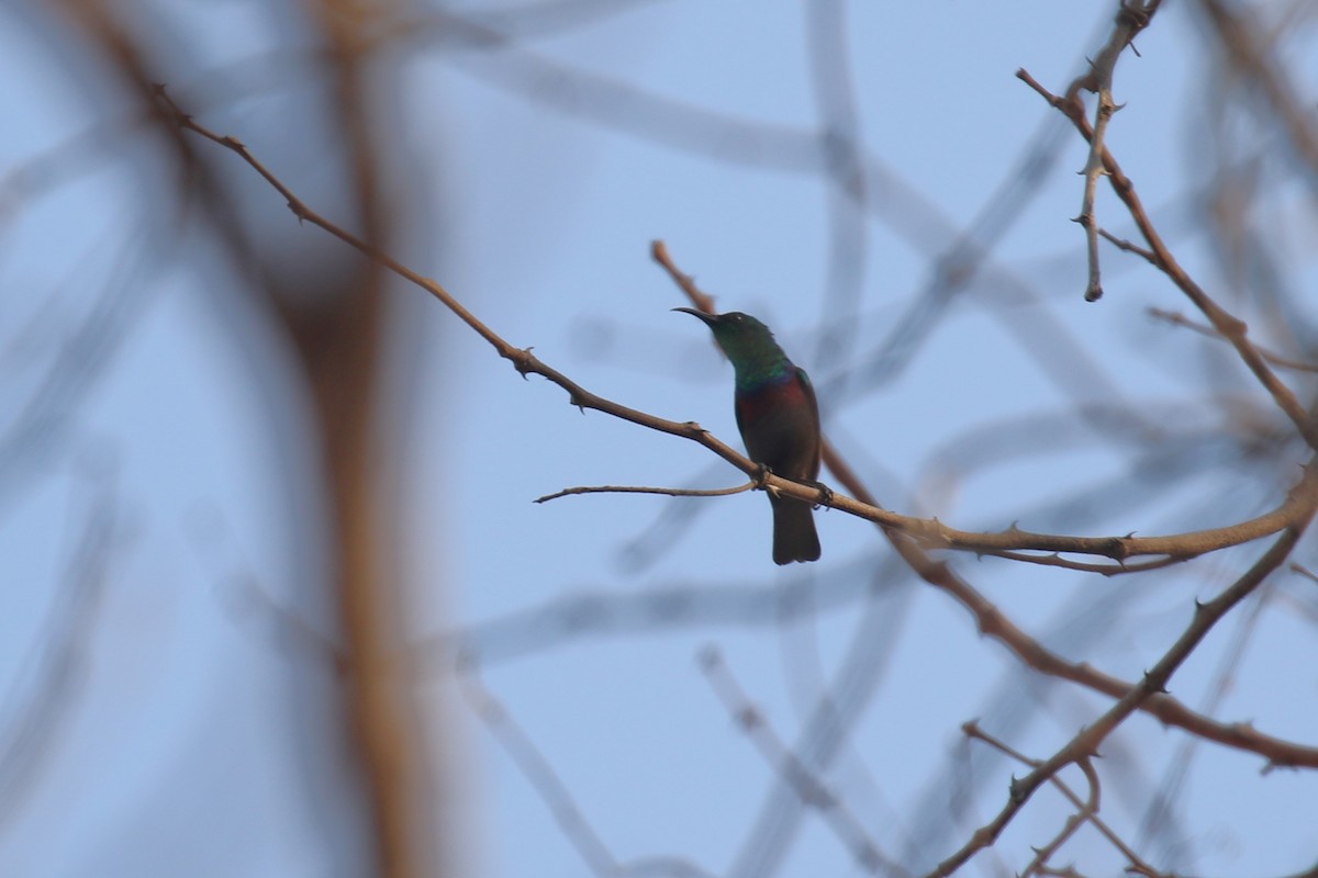 Purple-banded Sunbird - Fikret Ataşalan