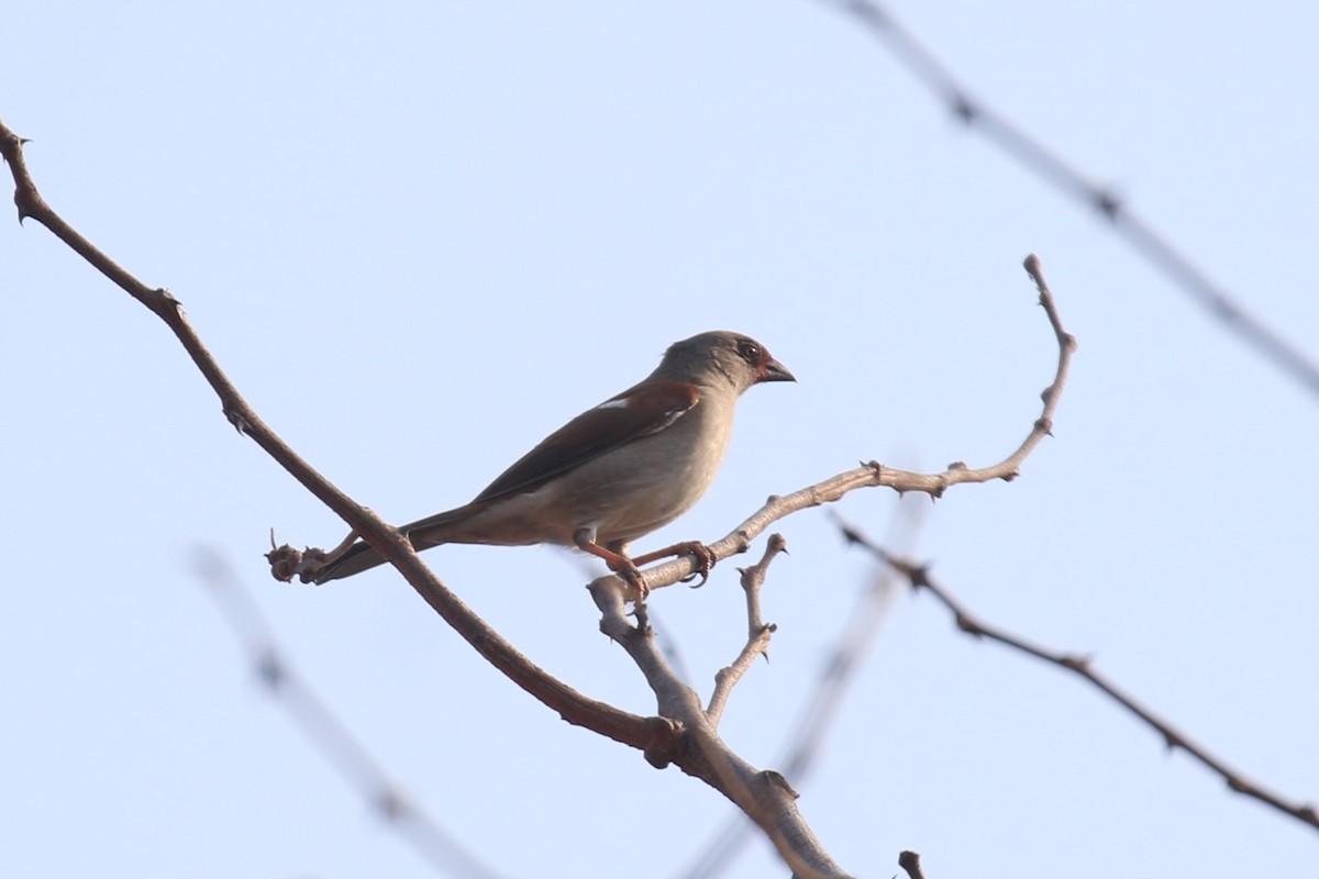 Red-headed Weaver - Fikret Ataşalan