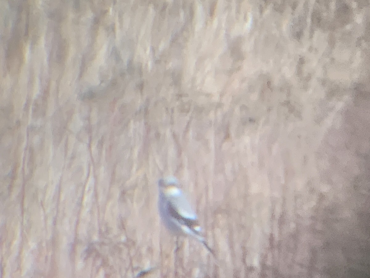 Loggerhead Shrike - ML615057572