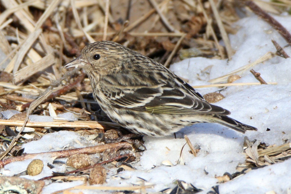 Pine Siskin - ML615057574