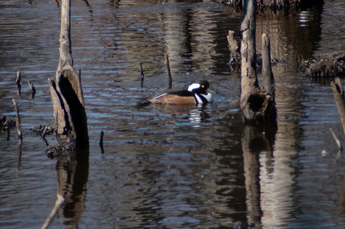 Hooded Merganser - ML615057597