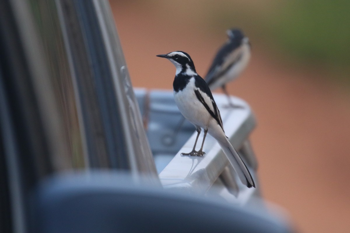 African Pied Wagtail - Fikret Ataşalan