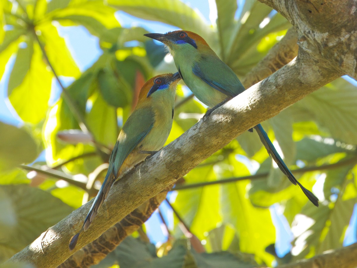 Russet-crowned Motmot - Dave Prentice