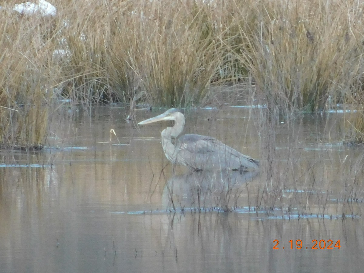 Great Blue Heron - ML615057644