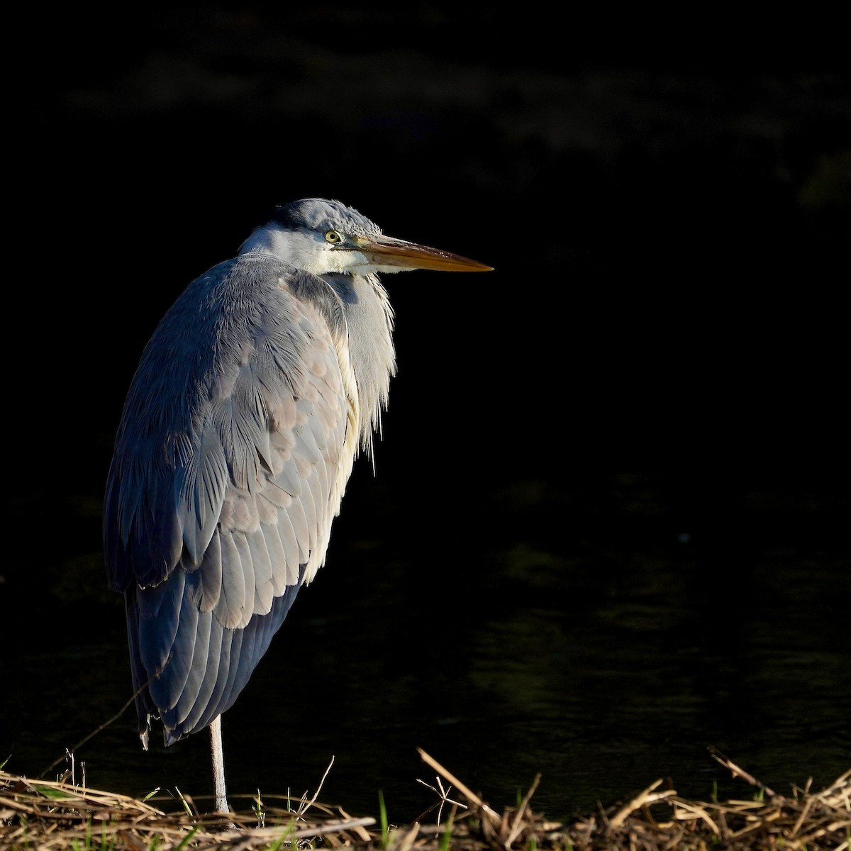 Gray Heron - ML615057655