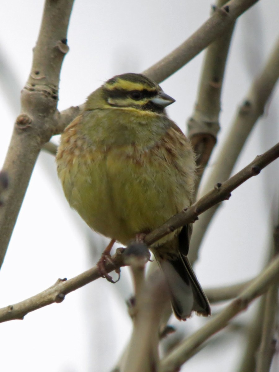 Cirl Bunting - ML615057675