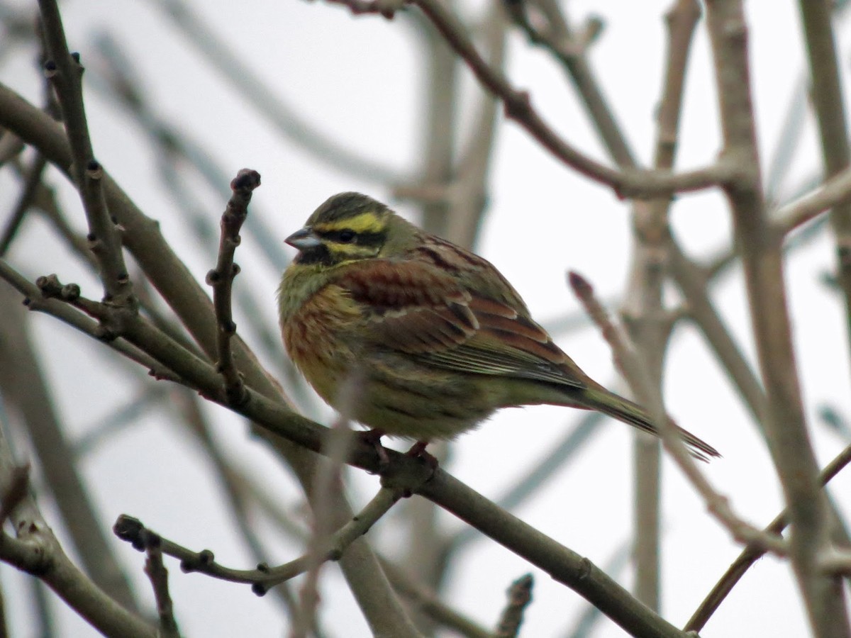 Cirl Bunting - ML615057677