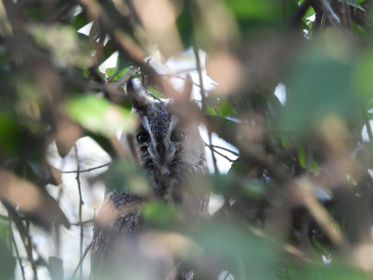 Kulaklı Orman Baykuşu (otus/canariensis) - ML615057695