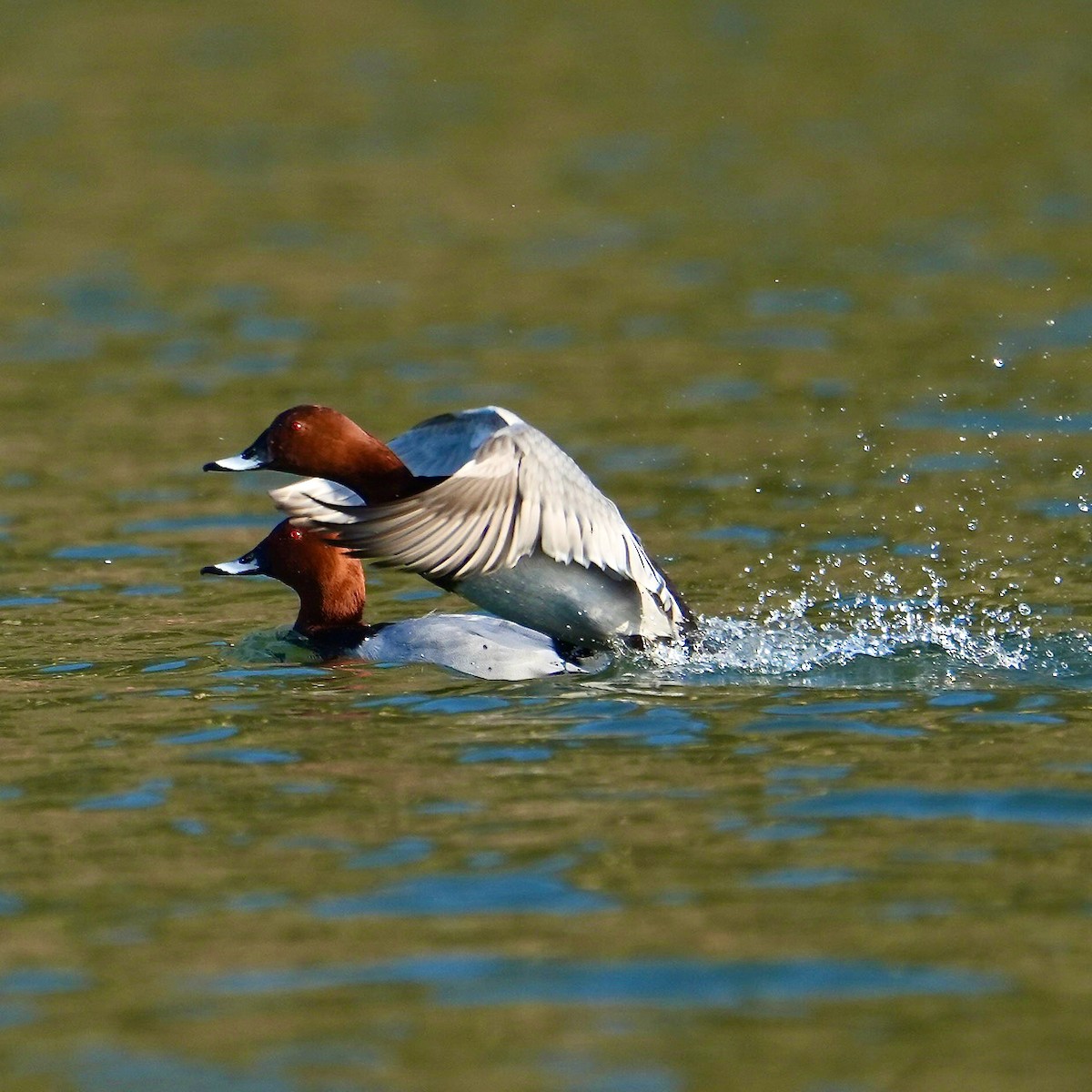 Common Pochard - ML615057697