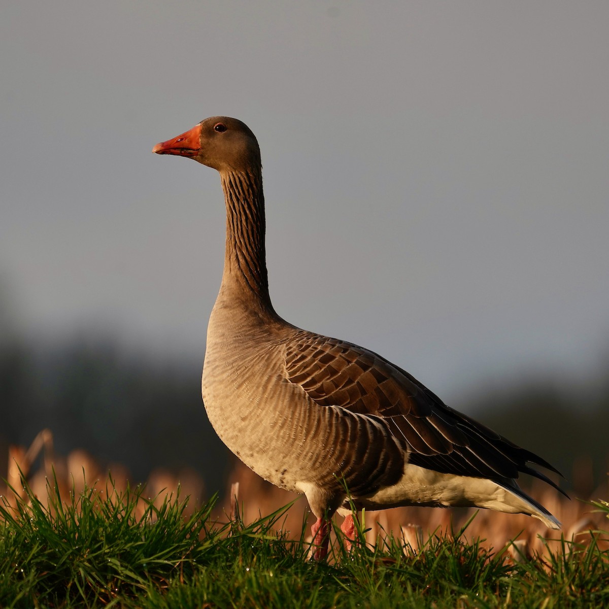 Graylag Goose - ML615057712