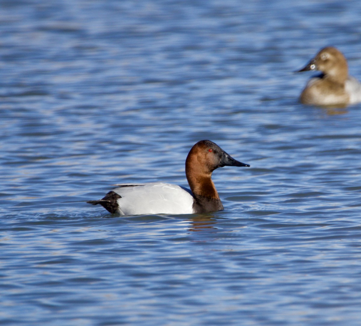 Canvasback - ML615057738