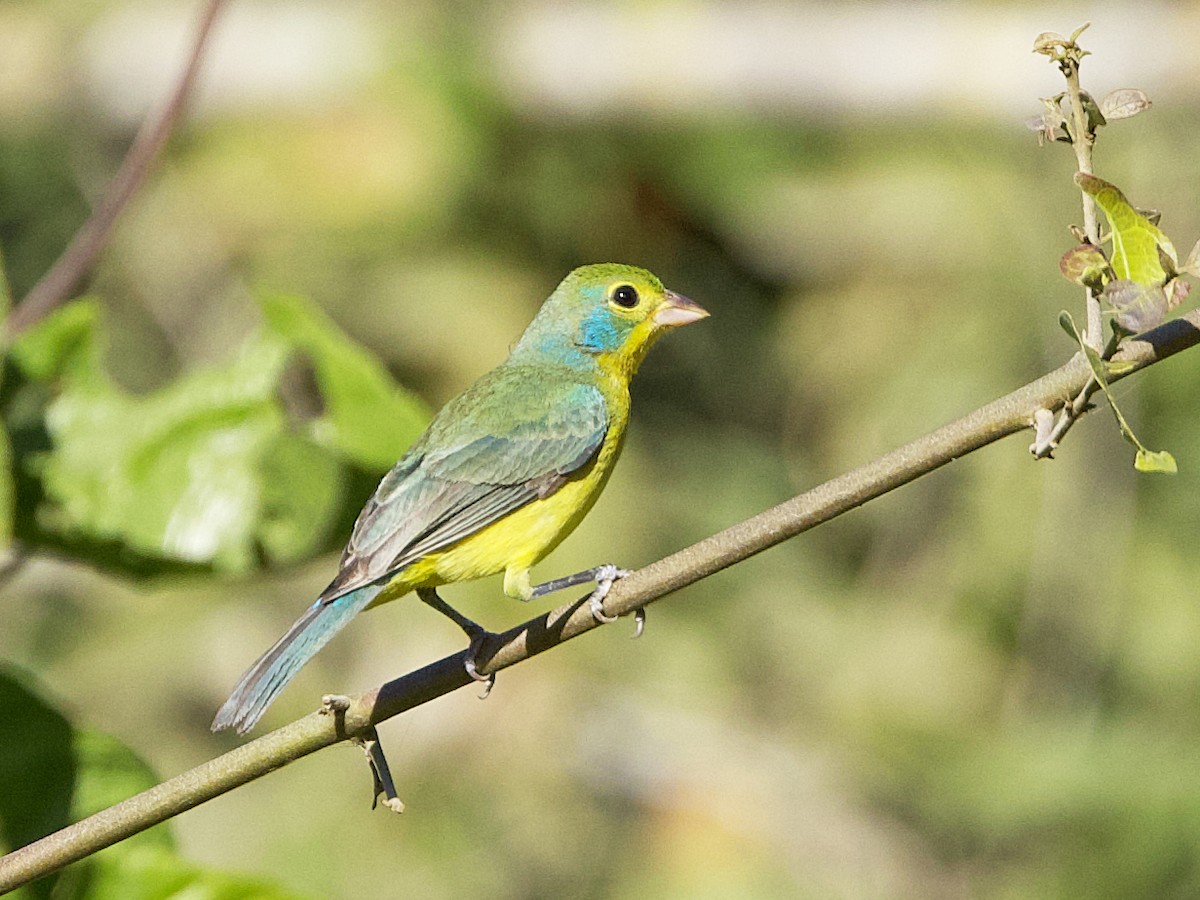 Orange-breasted Bunting - ML615057781