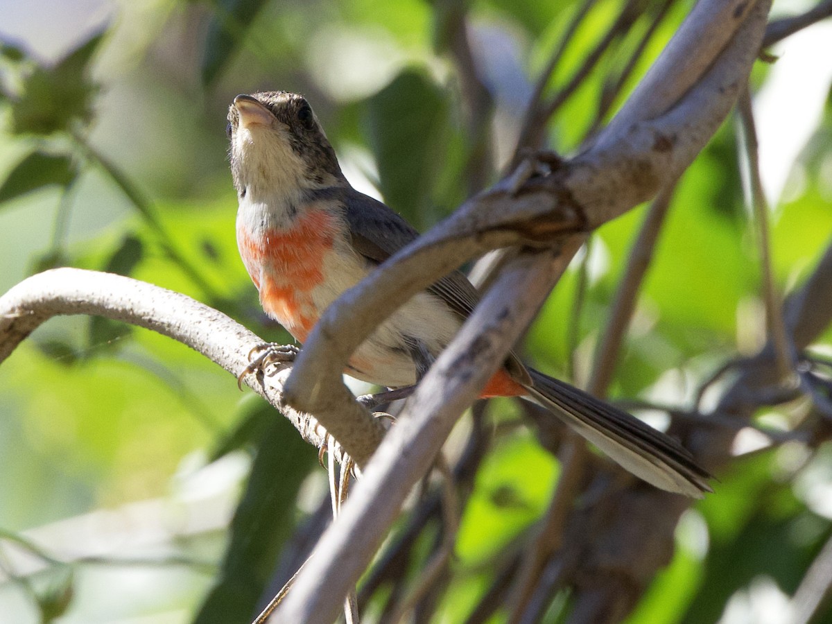 Red-breasted Chat - Dave Prentice