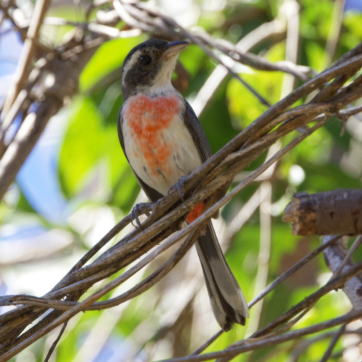 Red-breasted Chat - Dave Prentice