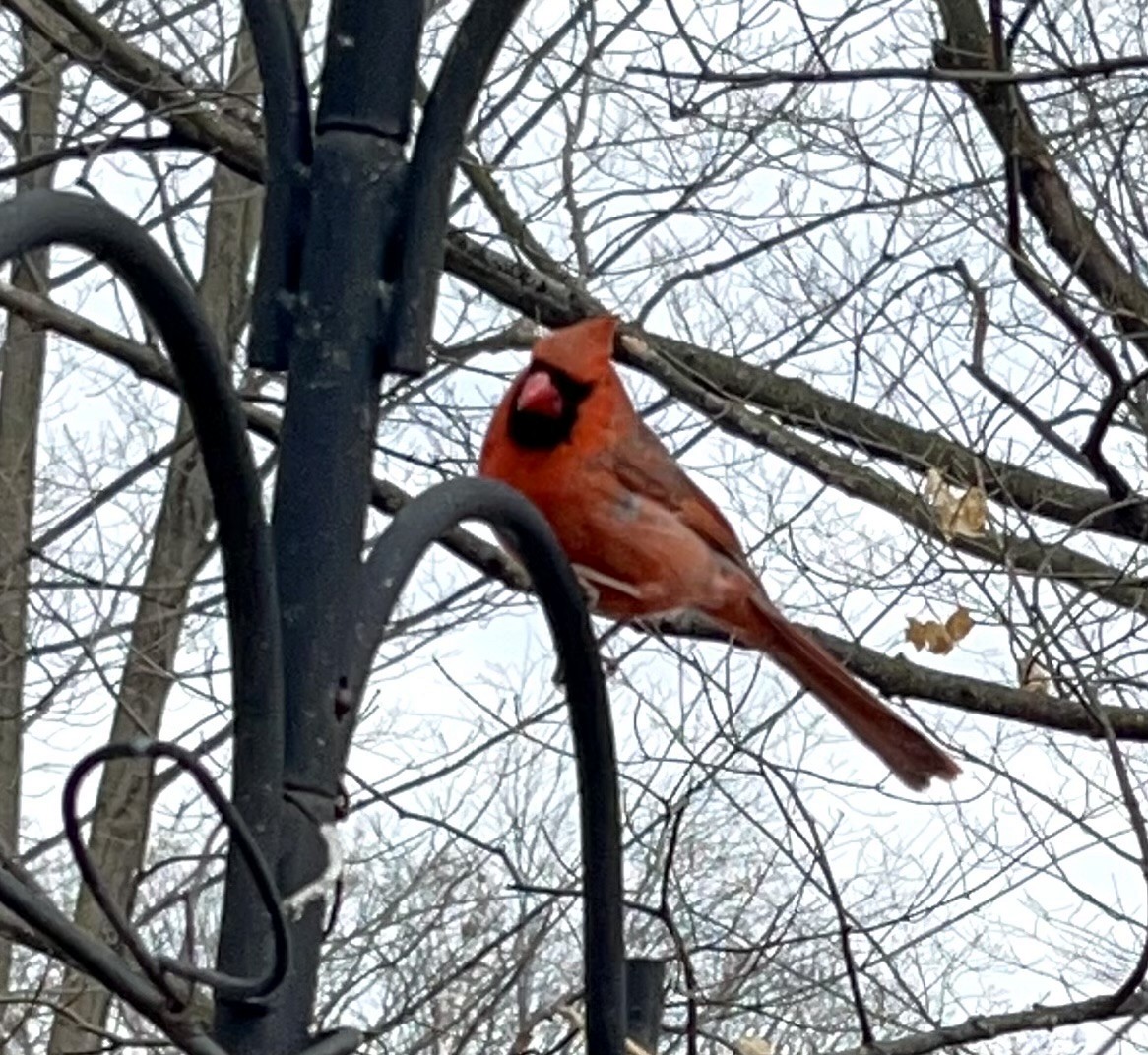 Cardinal rouge - ML615057833