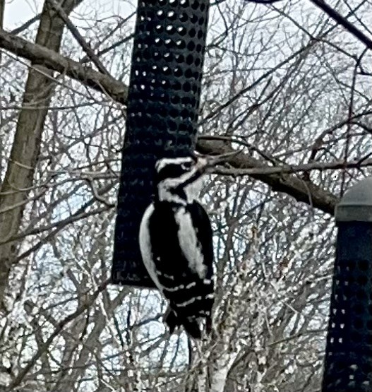 Hairy Woodpecker - ML615057853