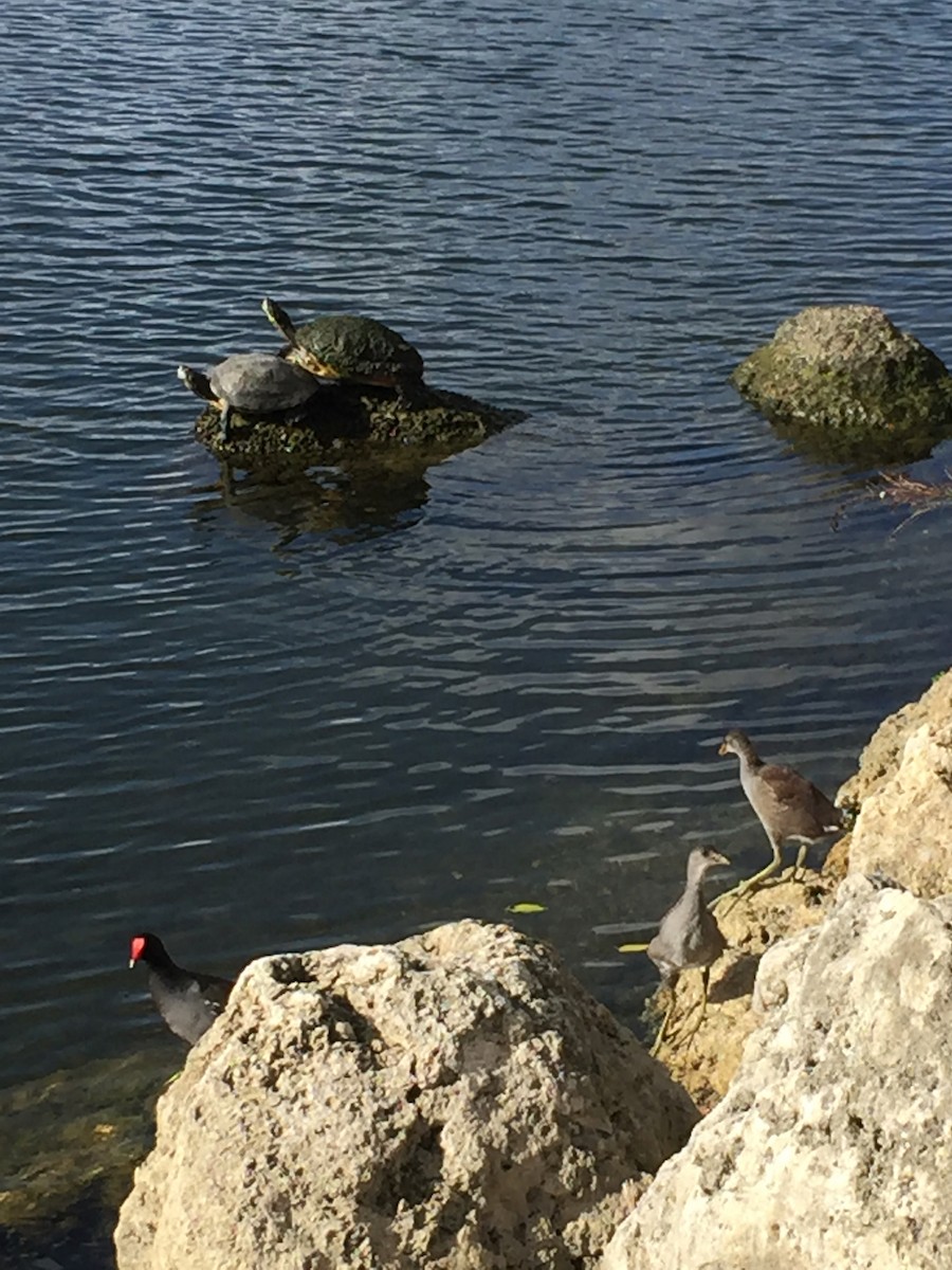 Common Gallinule - ML615057875