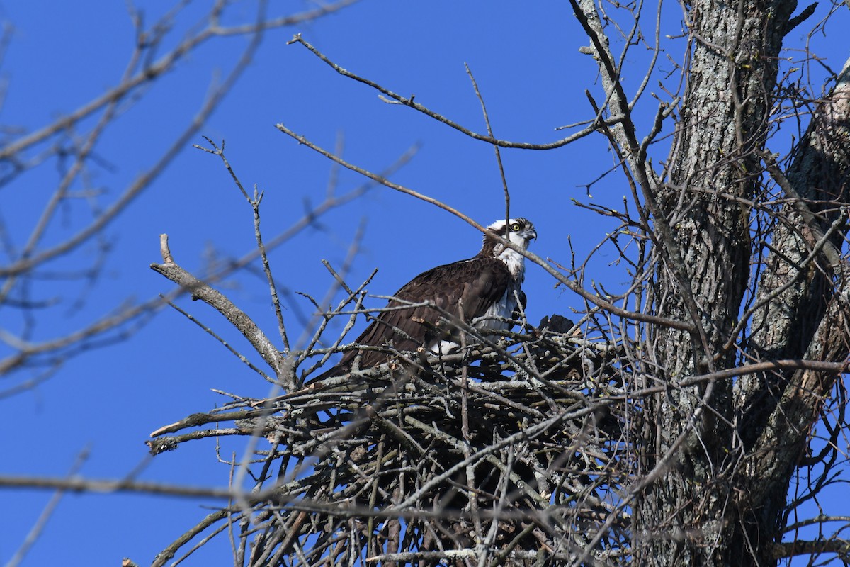 Águila Pescadora - ML615057900