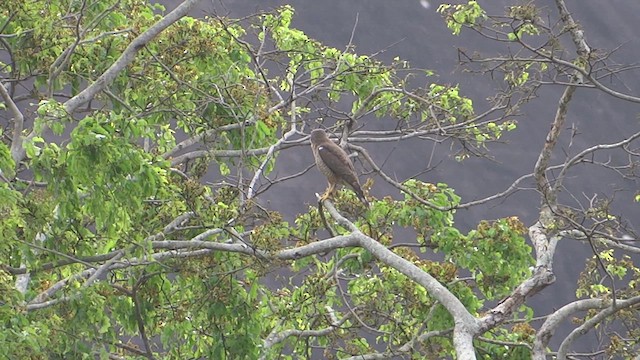 Roadside Hawk - ML615057901