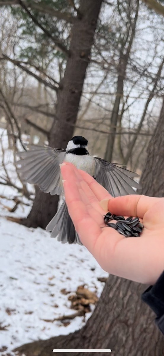 Black-capped Chickadee - ML615057929