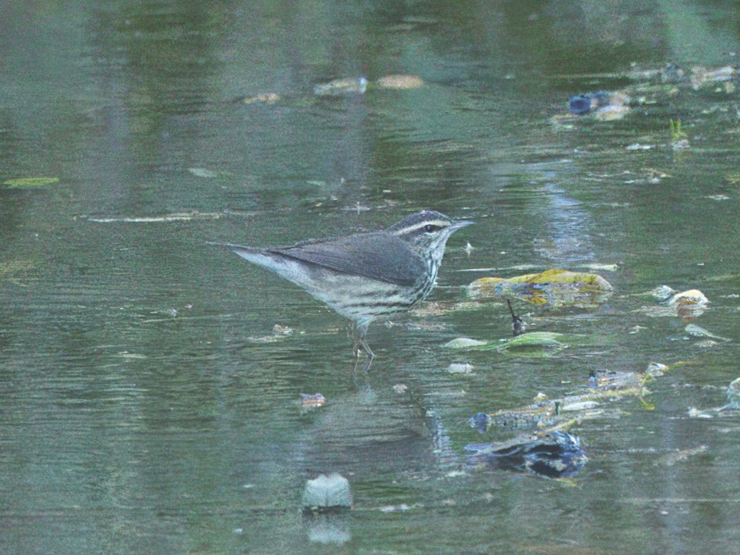 Northern Waterthrush - ML615057946