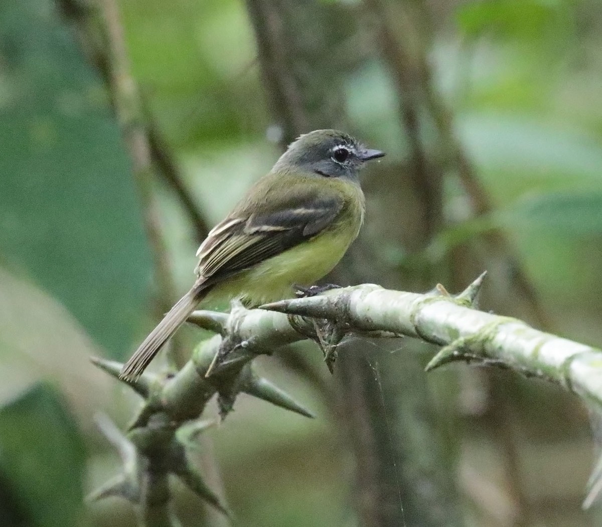 Black-billed Flycatcher - ML615057998