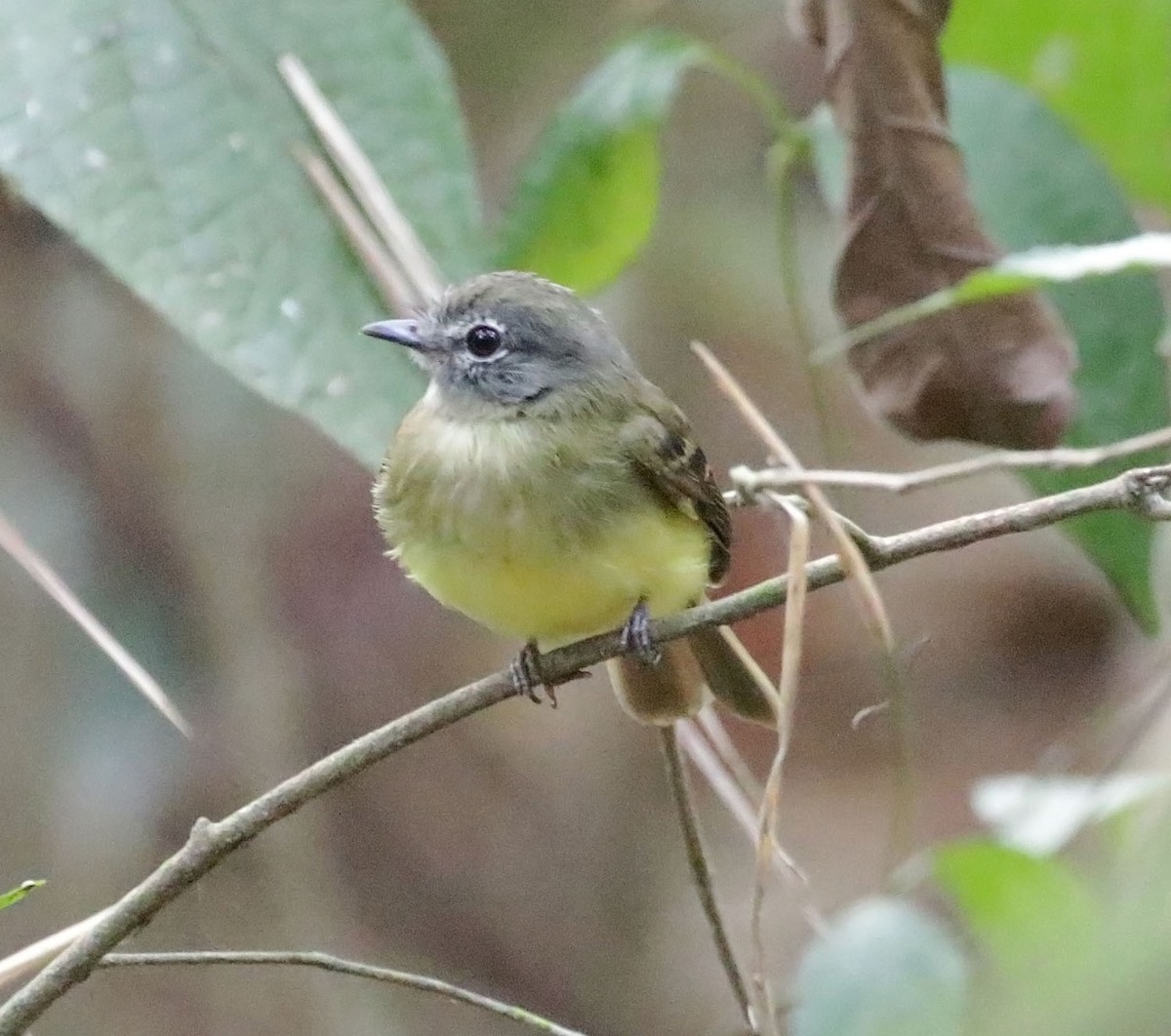 Black-billed Flycatcher - ML615058010