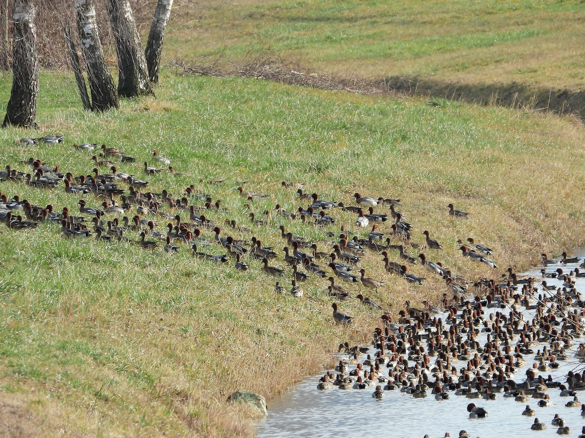 Eurasian Wigeon - ML615058040