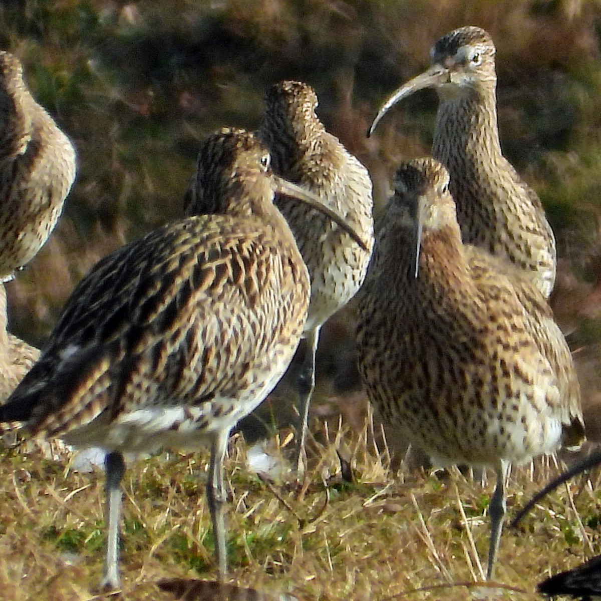 Eurasian Curlew - ML615058068