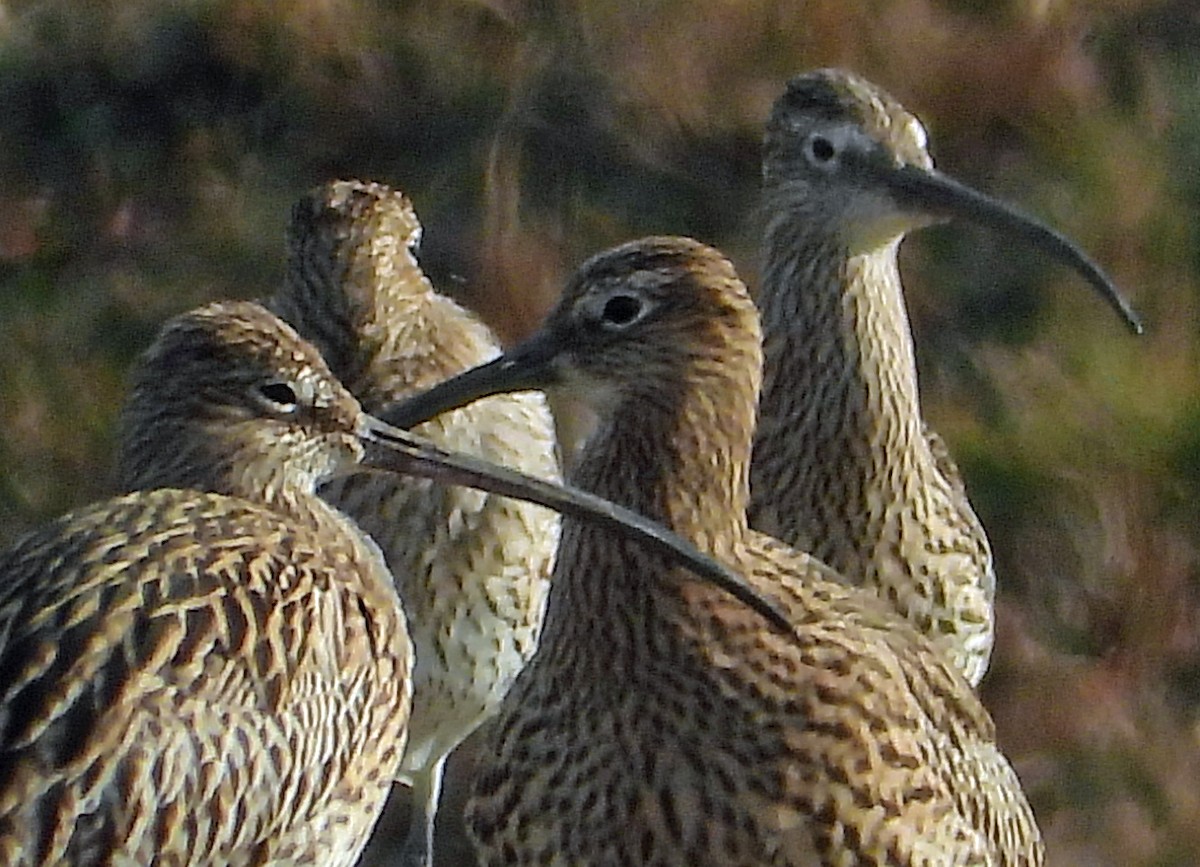 Eurasian Curlew - Peter Jungblut