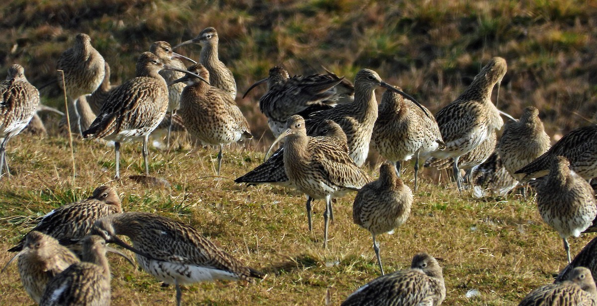 Eurasian Curlew - ML615058070