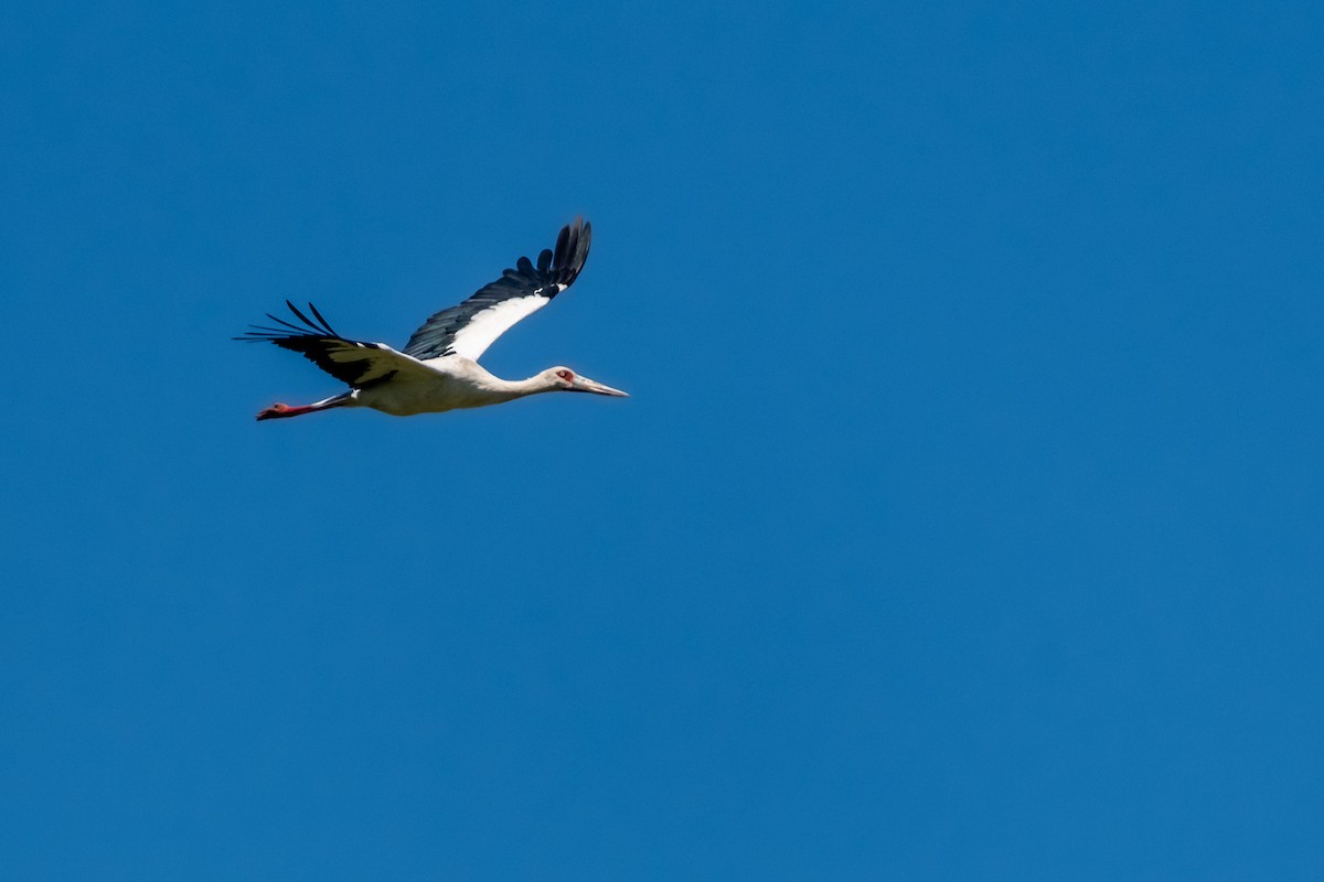 Maguari Stork - ML615058085