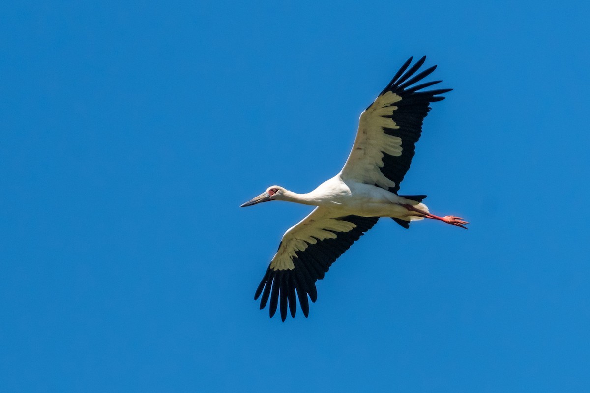Maguari Stork - ML615058086