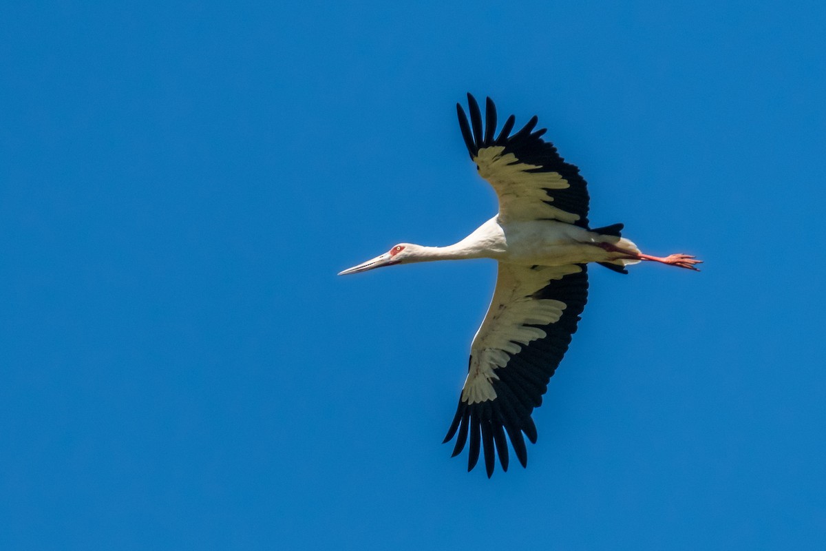 maguaristork - ML615058087