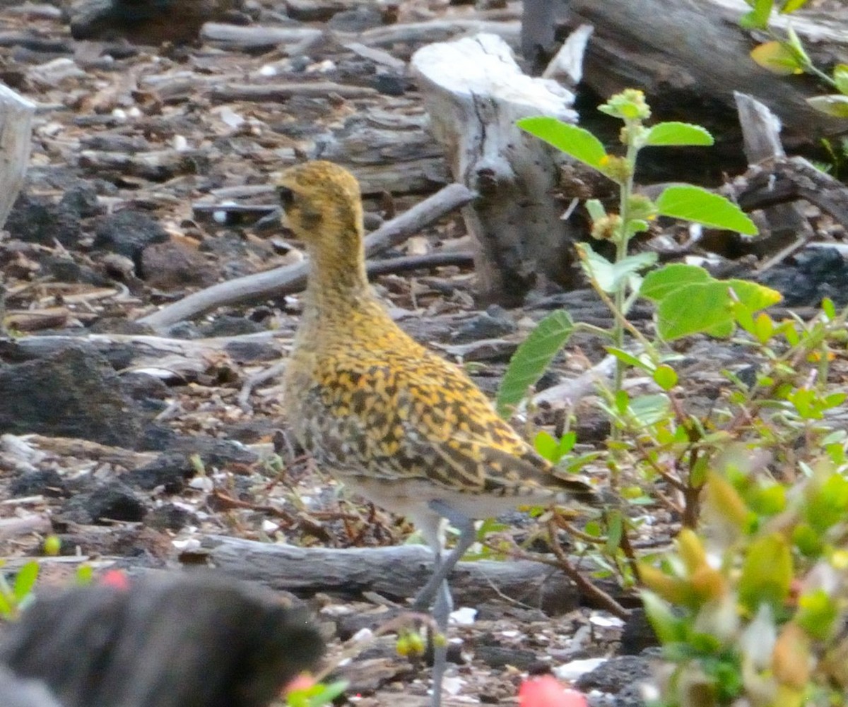 Chorlito Dorado Siberiano - ML615058118