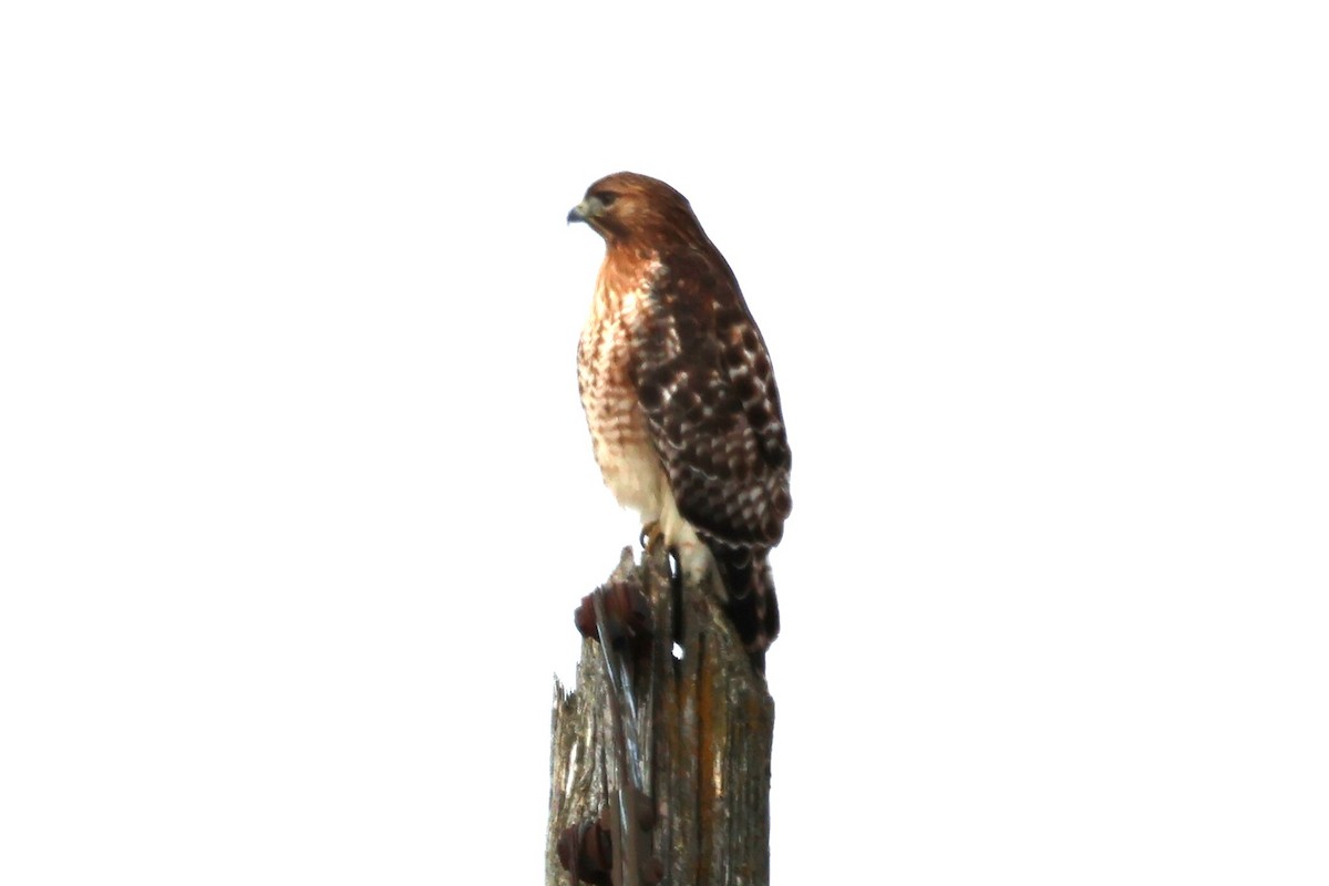 Red-shouldered x Red-tailed Hawk (hybrid) - ML615058146