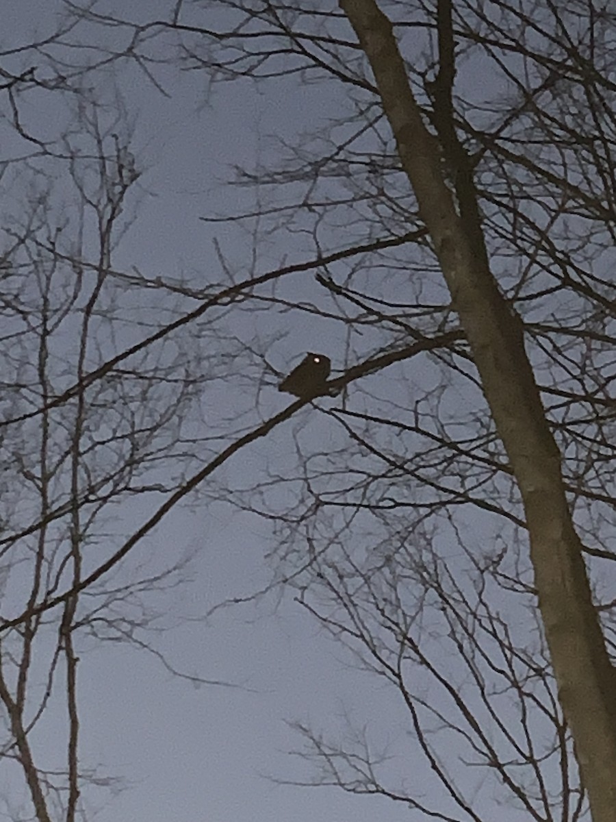 Eastern Screech-Owl - ML615058150