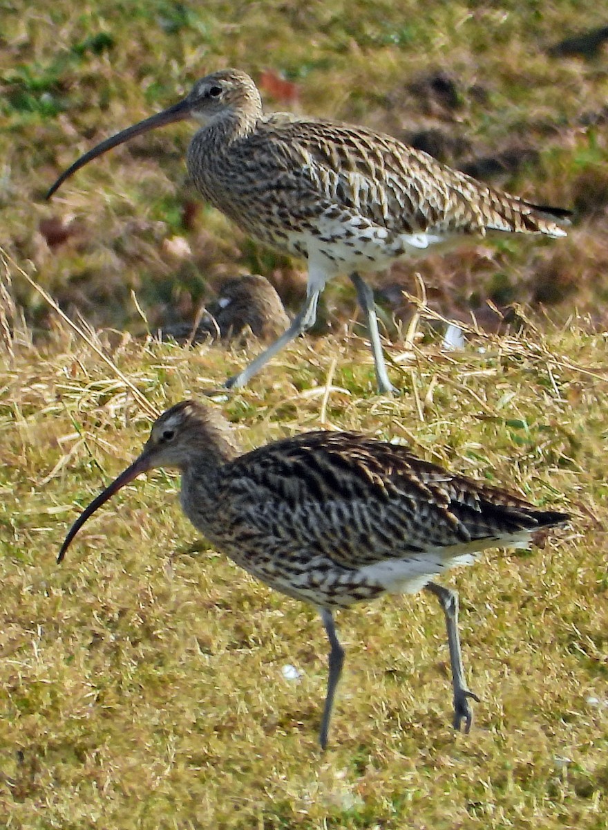 Eurasian Curlew - ML615058188