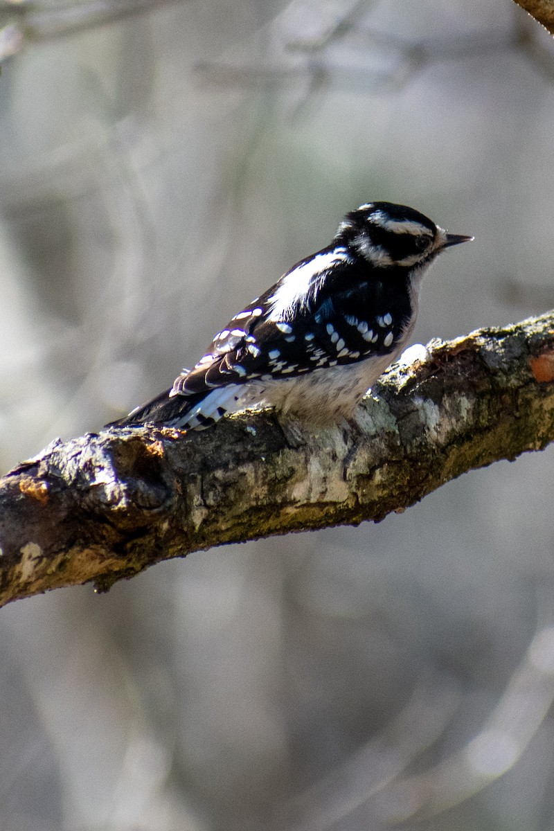 Downy Woodpecker - ML615058231