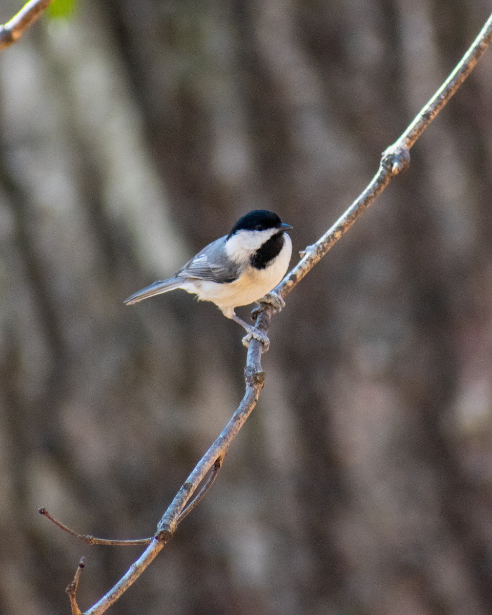 Carolina Chickadee - ML615058237